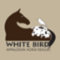 White Bird Appaloosa Horse rescue logo, White Bird Appaloosa Horse rescue contact details