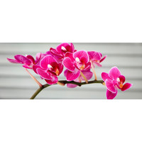 Orchid logo, Orchid contact details