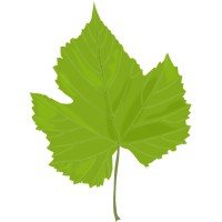 Emerald Leaf US Inc logo, Emerald Leaf US Inc contact details