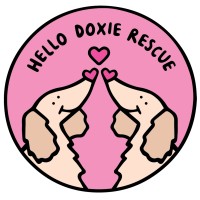 Hello Doxie Rescue Society logo, Hello Doxie Rescue Society contact details