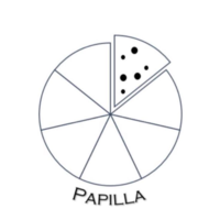 Papilla logo, Papilla contact details