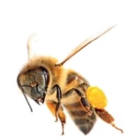 Central Honey - Manuka Hunters logo, Central Honey - Manuka Hunters contact details