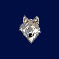 Grey Wolf Media logo, Grey Wolf Media contact details