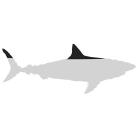 Megalodon logo, Megalodon contact details