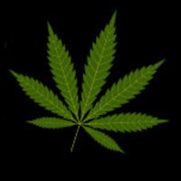 Medical Marijuana Consulting Corp logo, Medical Marijuana Consulting Corp contact details