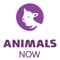 Animals Now (formerly Anonymous for Animal Rights) logo, Animals Now (formerly Anonymous for Animal Rights) contact details