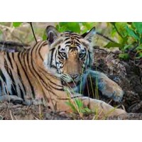 Bandhavgarh National Park India logo, Bandhavgarh National Park India contact details