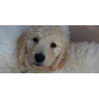 GOLDENDOODLE GALORE PUPPIES logo, GOLDENDOODLE GALORE PUPPIES contact details