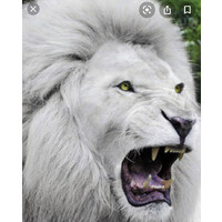 White Lion logo, White Lion contact details