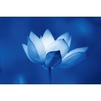 Floating Lotus logo, Floating Lotus contact details