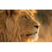 Lions Group, LLC logo, Lions Group, LLC contact details