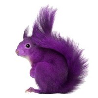 Purple Squirrel Search Group logo, Purple Squirrel Search Group contact details