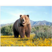 Big Bear Capital logo, Big Bear Capital contact details