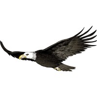 Soaring Eagles Consulting logo, Soaring Eagles Consulting contact details