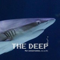 The Deep logo, The Deep contact details