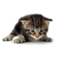 Kittens with Jetpacks logo, Kittens with Jetpacks contact details