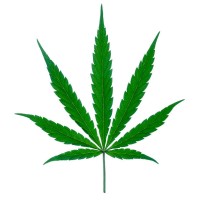 Elite Cannabis Consultants logo, Elite Cannabis Consultants contact details