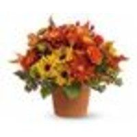 Brookville Flower Shop logo, Brookville Flower Shop contact details