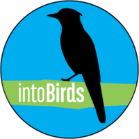 intoBirds (Birding Unlimited LLC) logo, intoBirds (Birding Unlimited LLC) contact details