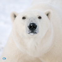 Polar Bears International logo, Polar Bears International contact details