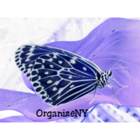 OrganizeNY logo, OrganizeNY contact details