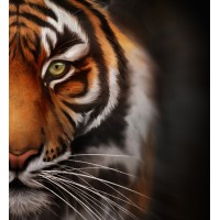 Tiger Correctional Services logo, Tiger Correctional Services contact details