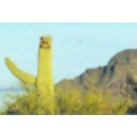 Smiling Saguaro Collectibles logo, Smiling Saguaro Collectibles contact details