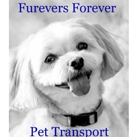 Furevers Forever Pet Transport logo, Furevers Forever Pet Transport contact details