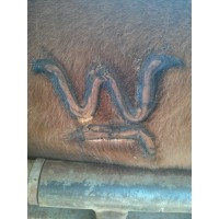 Waylo Cattle & Cabrito logo, Waylo Cattle & Cabrito contact details