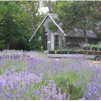 Cape Cod Lavender Farm logo, Cape Cod Lavender Farm contact details