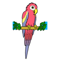 Savvy Parrot logo, Savvy Parrot contact details