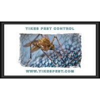 Yikes Pest Control logo, Yikes Pest Control contact details