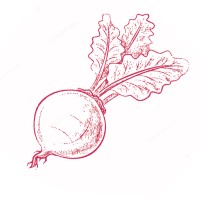 The Beet - Tudo Vegano logo, The Beet - Tudo Vegano contact details