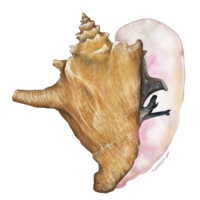 Queen Conch Lab logo, Queen Conch Lab contact details