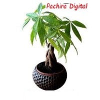 Pachira Digital logo, Pachira Digital contact details