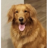 Rescue A Golden Of Arizona logo, Rescue A Golden Of Arizona contact details