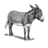 The Donkeys' Tribune logo, The Donkeys' Tribune contact details