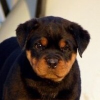 PrinceHaus Rottweilers logo, PrinceHaus Rottweilers contact details