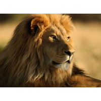 Lion Ethiopia Tourism and Hotel College logo, Lion Ethiopia Tourism and Hotel College contact details