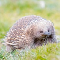 Australia's Wildlife logo, Australia's Wildlife contact details