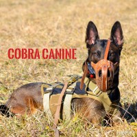 COBRA CANINE, LLC logo, COBRA CANINE, LLC contact details