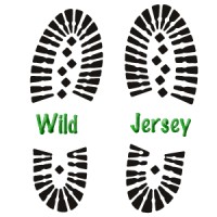 WILD Jersey logo, WILD Jersey contact details