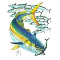 Yellowtail Ventures logo, Yellowtail Ventures contact details