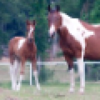 Equine Veterinary Services - Texas logo, Equine Veterinary Services - Texas contact details