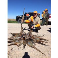 Western Kansas Pheasant Hunts logo, Western Kansas Pheasant Hunts contact details