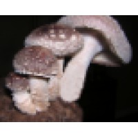 Oyster Island Mushrooms logo, Oyster Island Mushrooms contact details