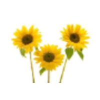 Sunflower Events & Media logo, Sunflower Events & Media contact details