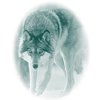 WOLF Environmental Group, Inc. logo, WOLF Environmental Group, Inc. contact details