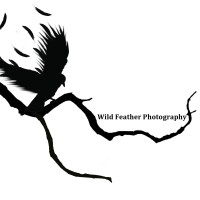 Wild Feather Photography logo, Wild Feather Photography contact details