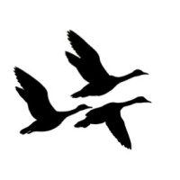 Freebird Partners LP logo, Freebird Partners LP contact details